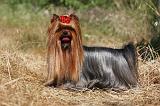 YORKSHIRE TERRIER 469